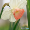 庭の花2023-09