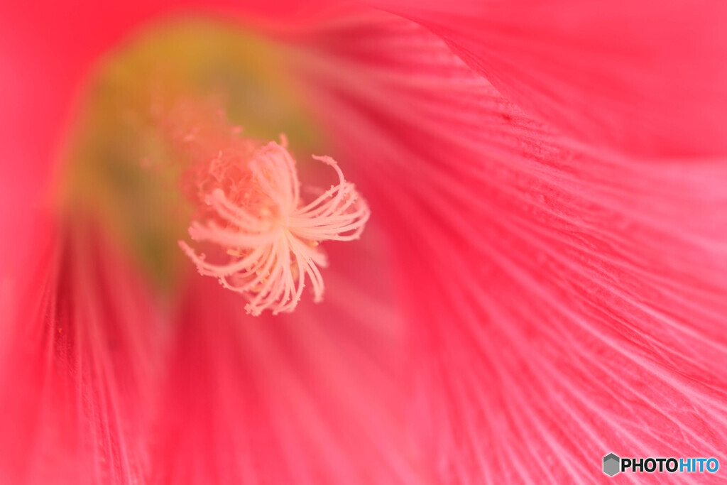 公園の花１