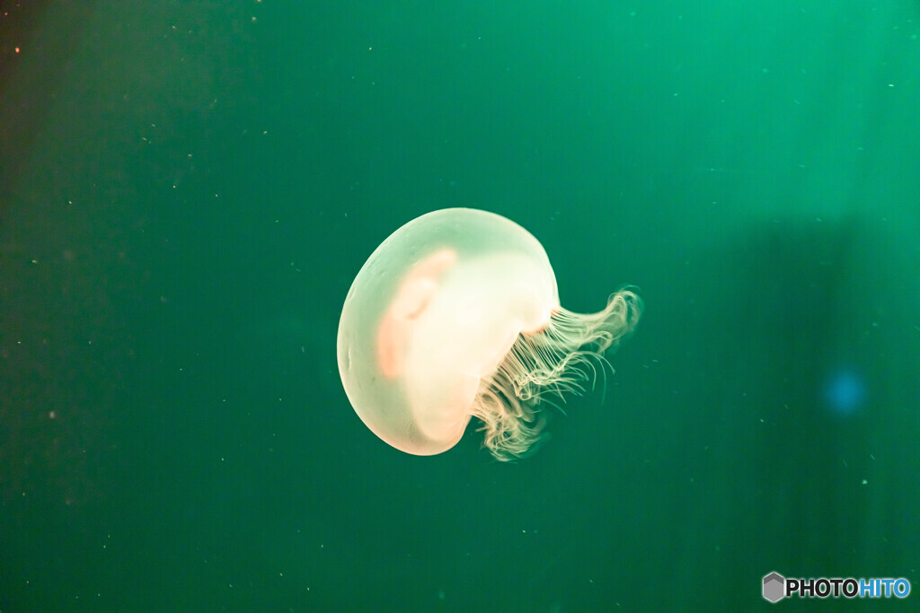 水族館15