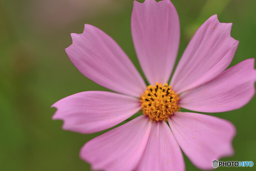 公園の花15