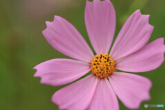 公園の花15