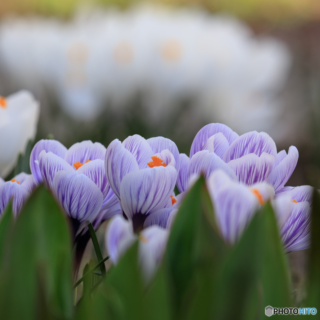 庭の花2022-05