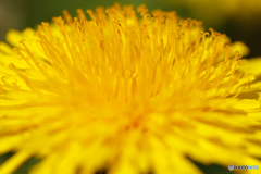 公園の花２