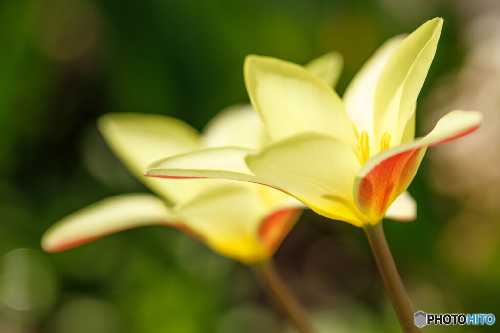 庭の花17