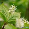 庭の花11