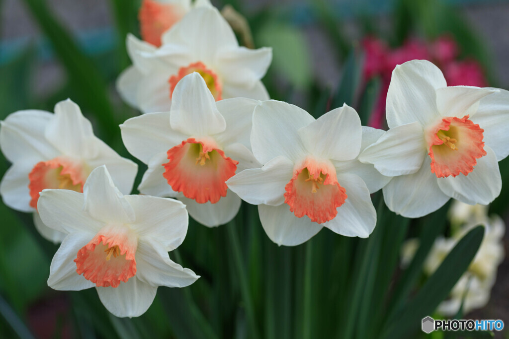 庭の花９