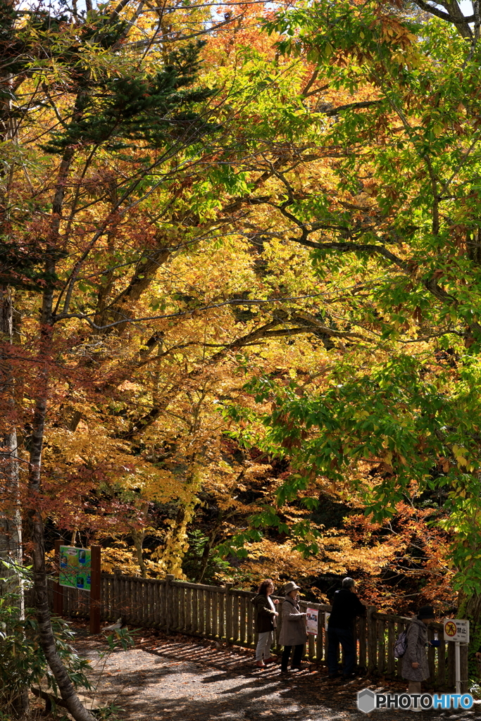 １０月の黄葉