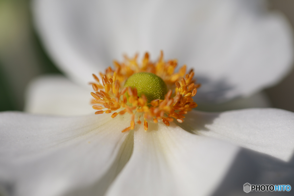庭の花32