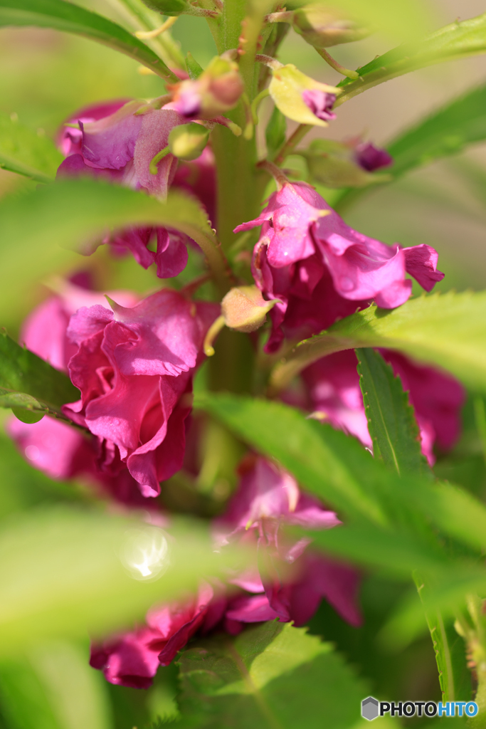 庭の花25