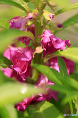 庭の花25
