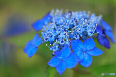 庭の花2025-26