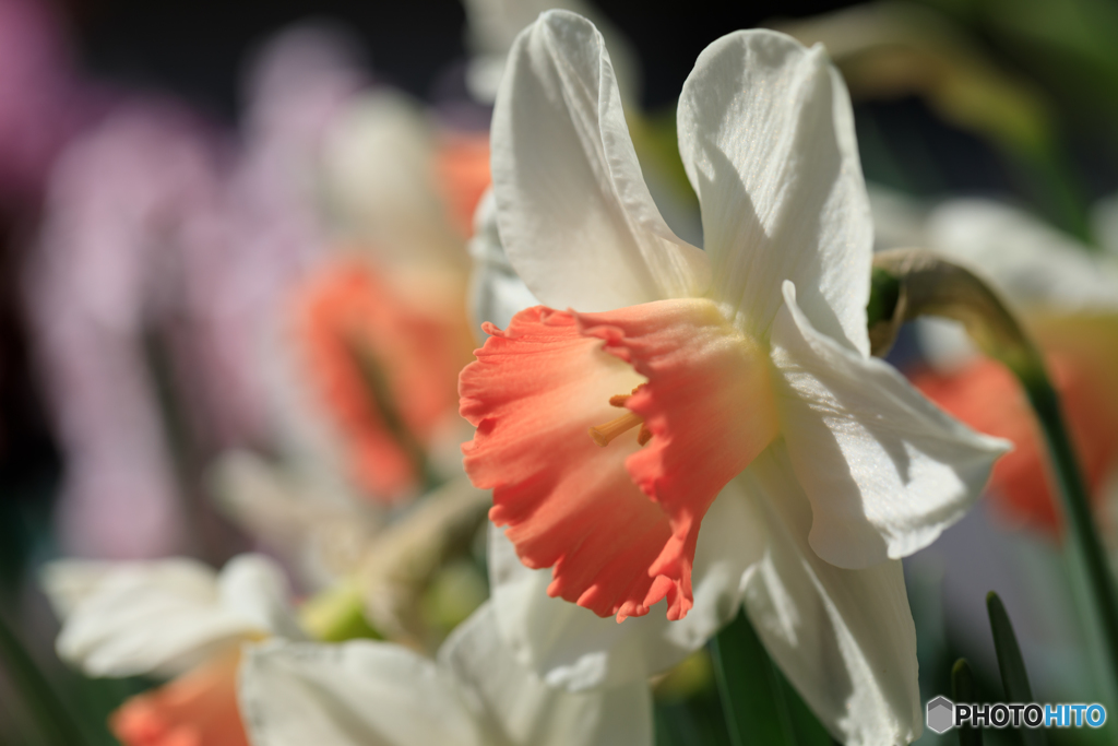 庭の花５