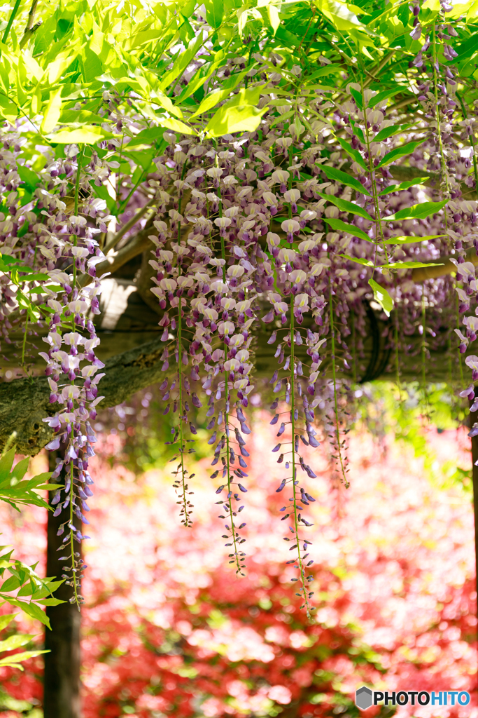 藤の花２