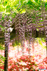 藤の花２
