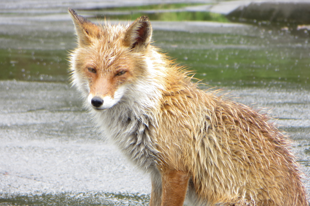 野生のキタキツネ