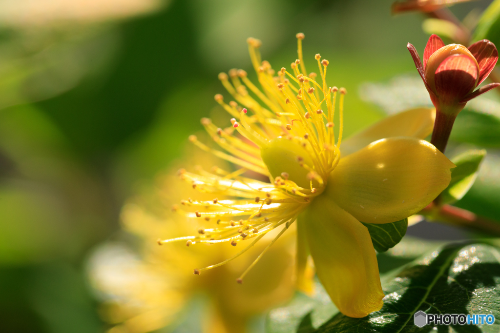 庭の花16