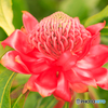 温室の花18