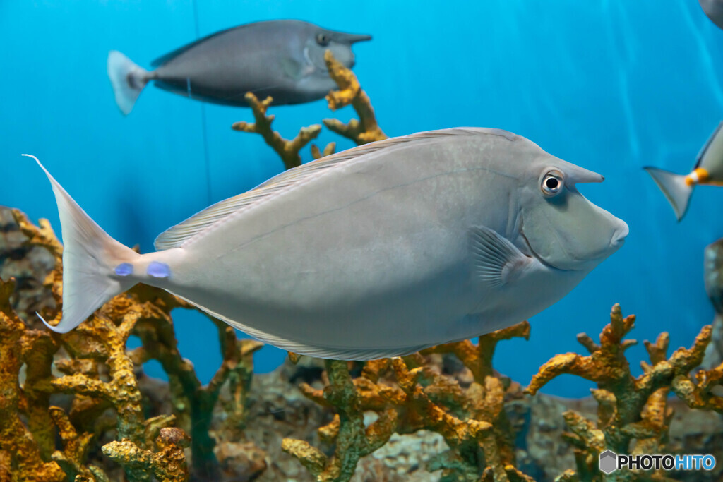 水族館９