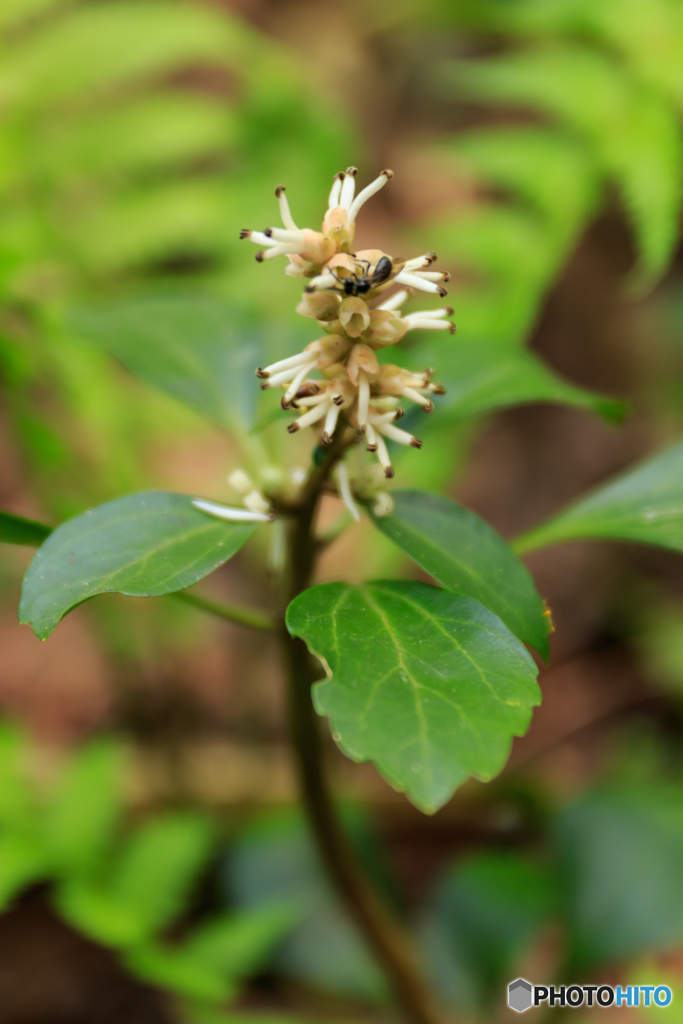 山野草８