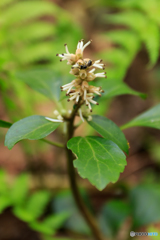 山野草８