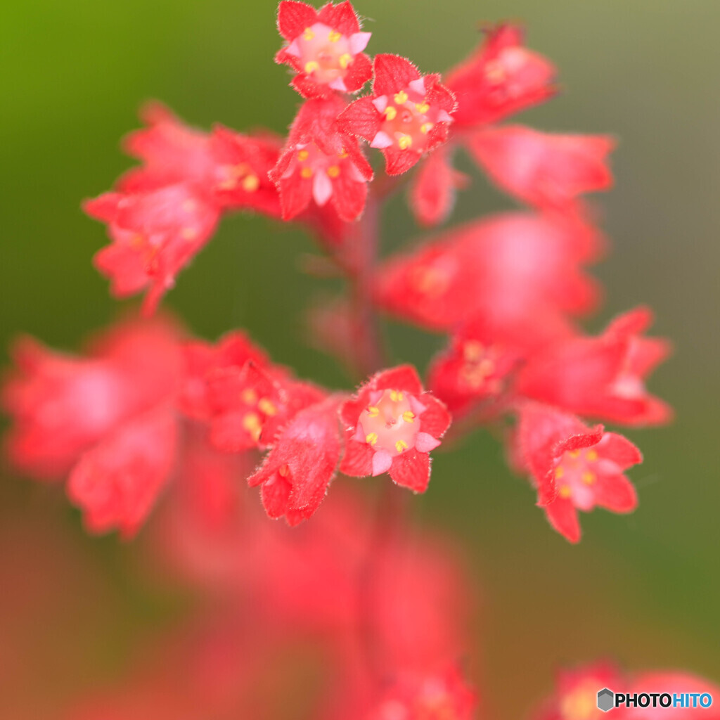 庭の花2025-21