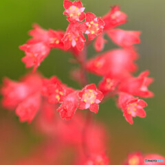 庭の花2025-21