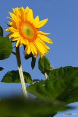 朝日に向かって