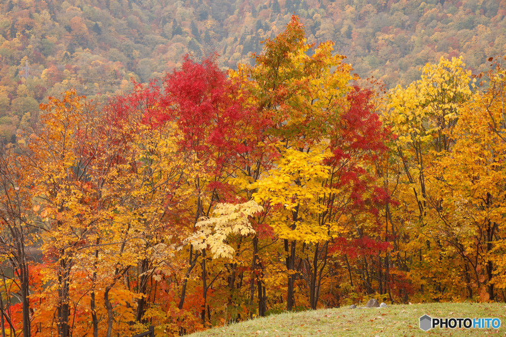 札幌湖の紅葉Ⅰ