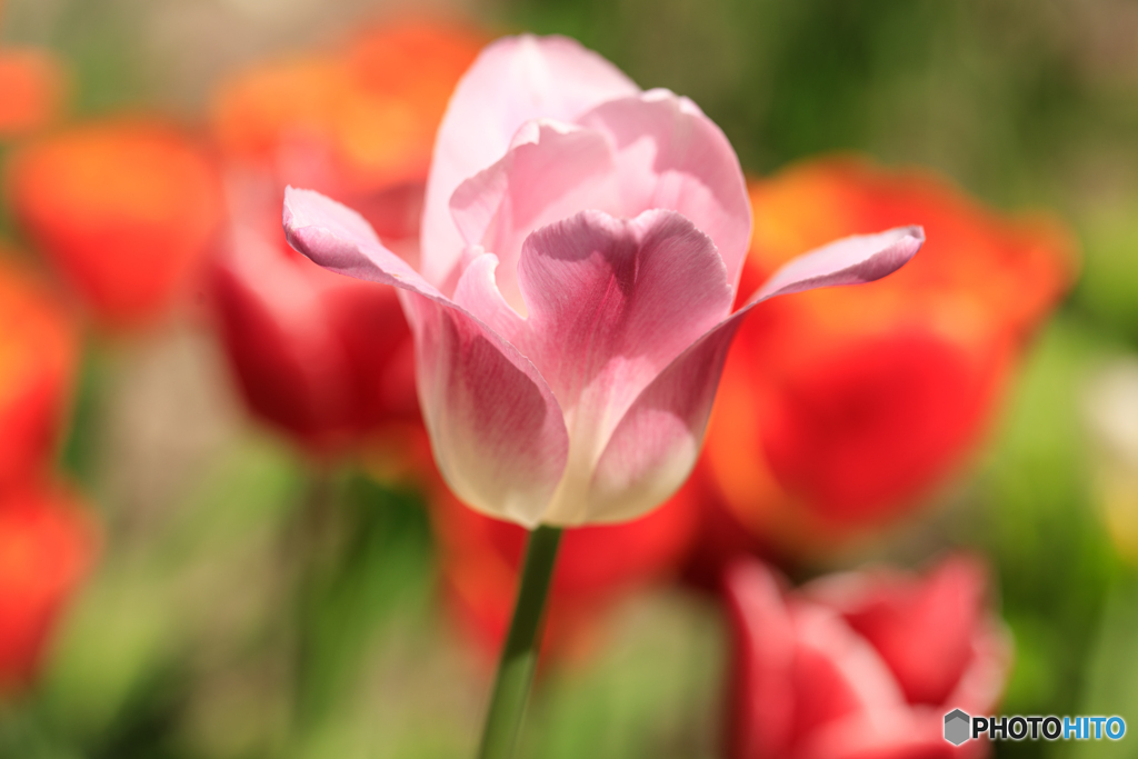 庭の花18