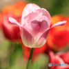 庭の花18