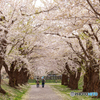 函館五稜郭の桜４