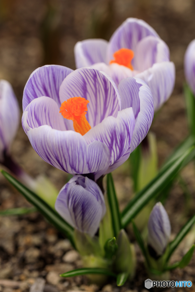 庭の花2022-04