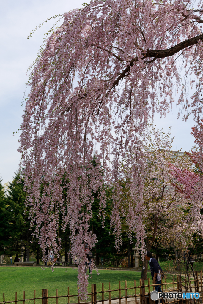 枝垂れ桜