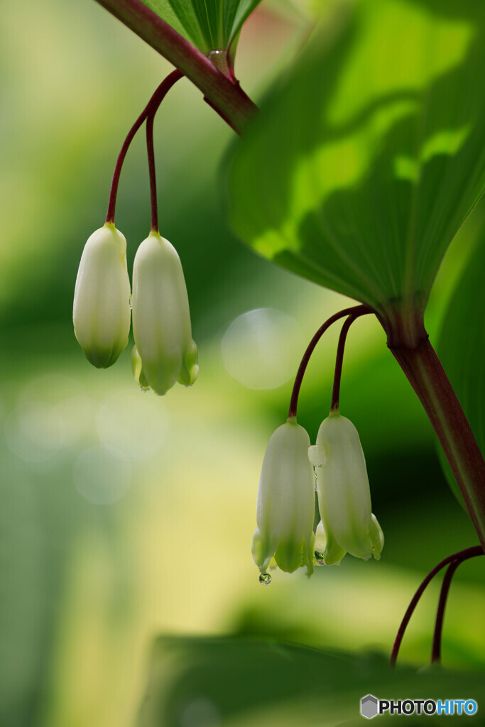 庭の花19