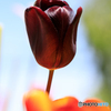 庭の花19