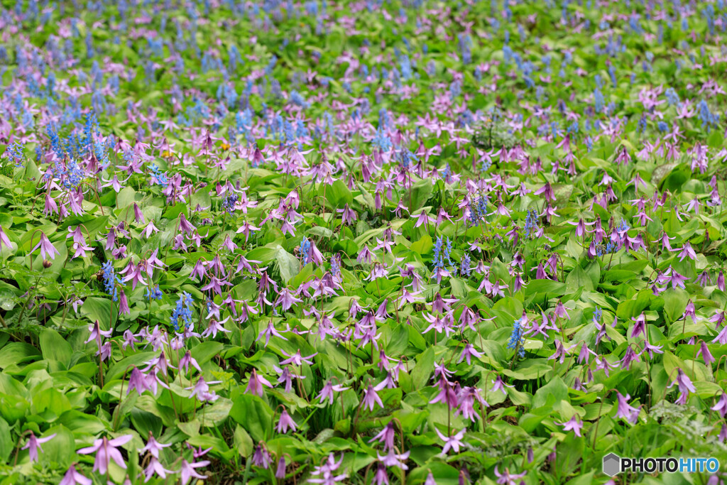 公園の花３