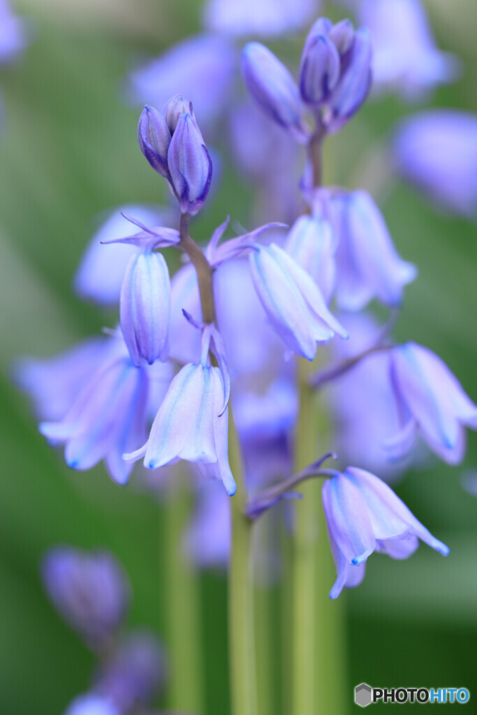 庭の花20