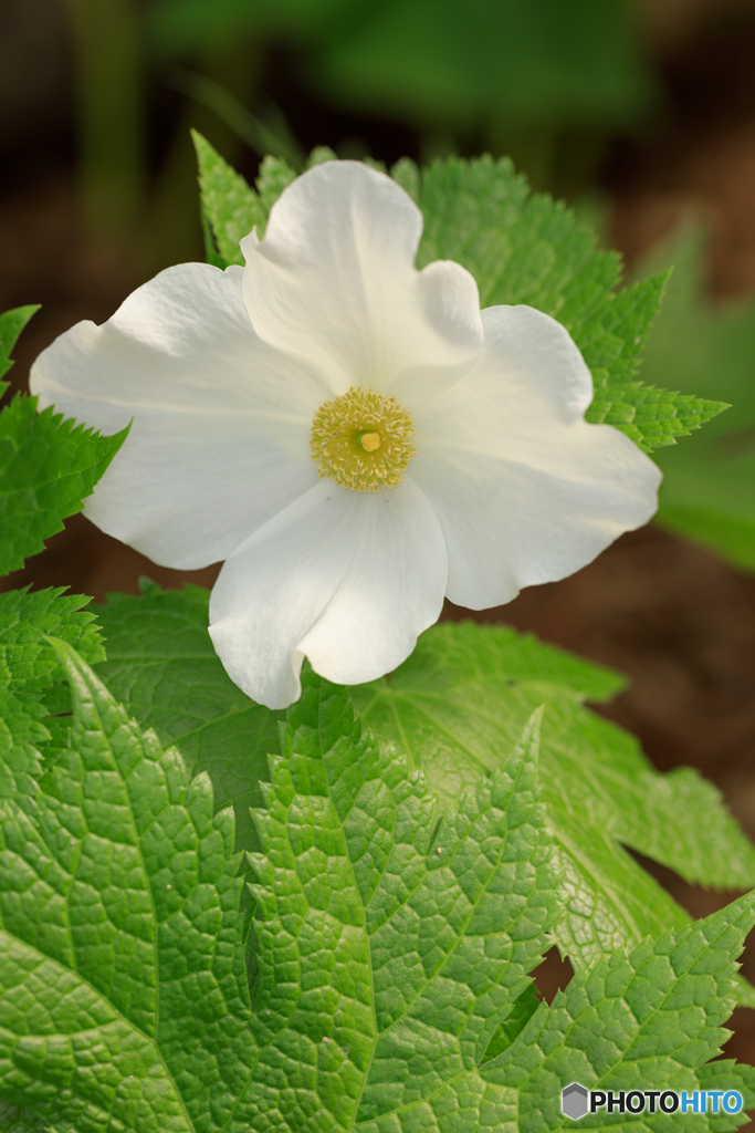 温室の花10