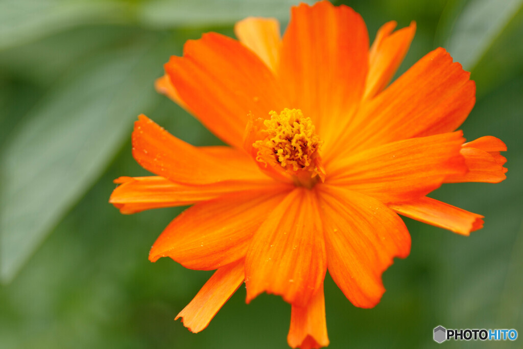 庭の花42