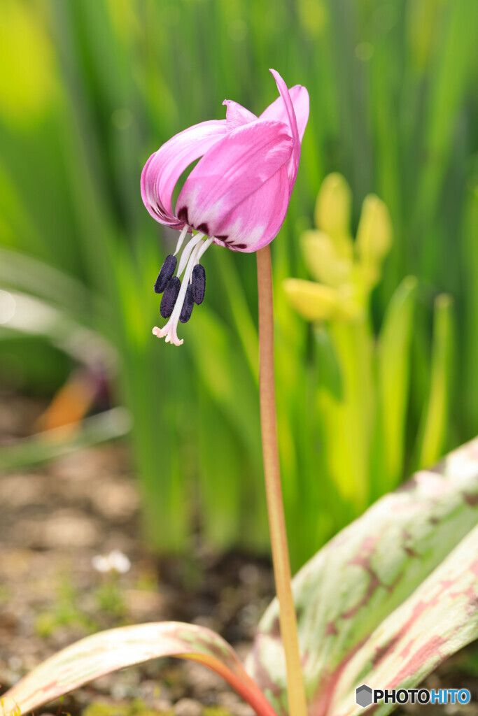 庭の花2024-10