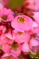 庭の花2025-09