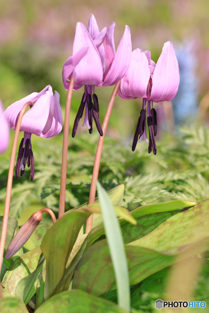 公園の花04