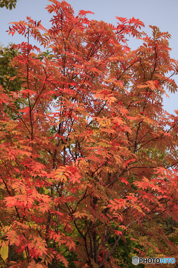 紅葉ナナカマドⅡ