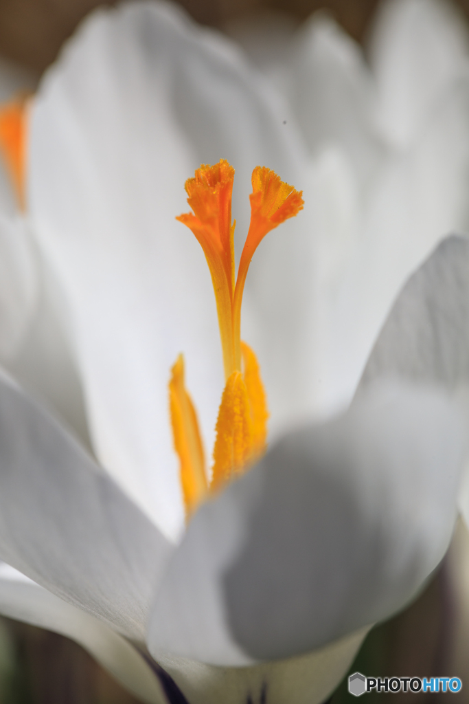 庭の花４