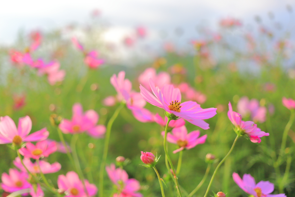 秋桜