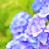 紫陽花