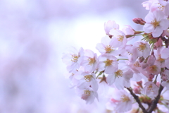 桜