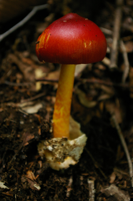 20090808