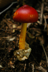 20090808