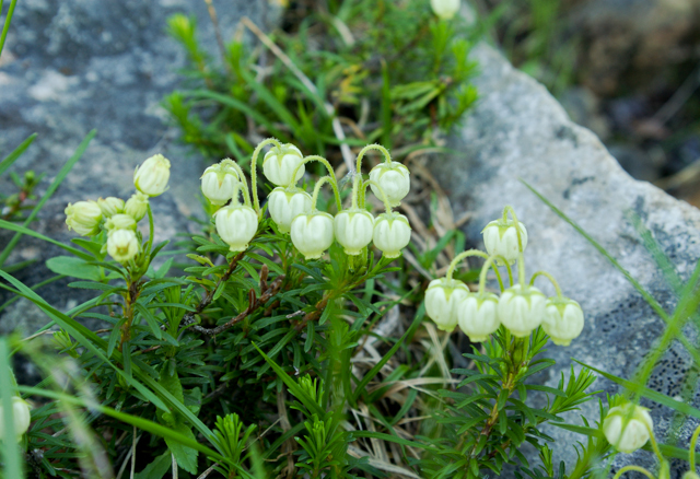 アオノツガザクラ20080730